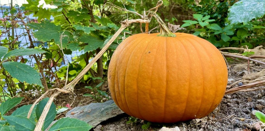 Gesunde Lebensmittel – Zutaten für Kürbispüree und pumpkin latte Grizly