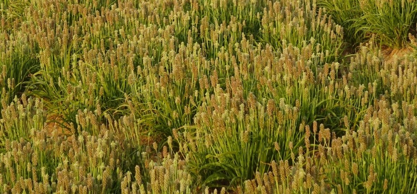 Flohsamenschalen - Psyllium Grizly