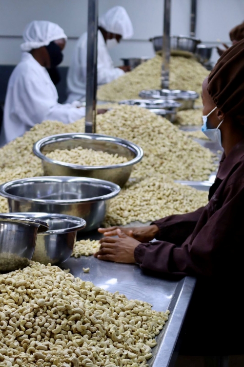 Wie Cashews verarbeitet werden, Grizly