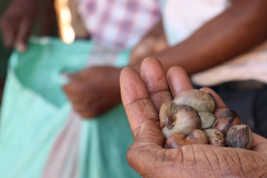 Wie Cashews in Afrika in Kenia geerntet werden, Grizly