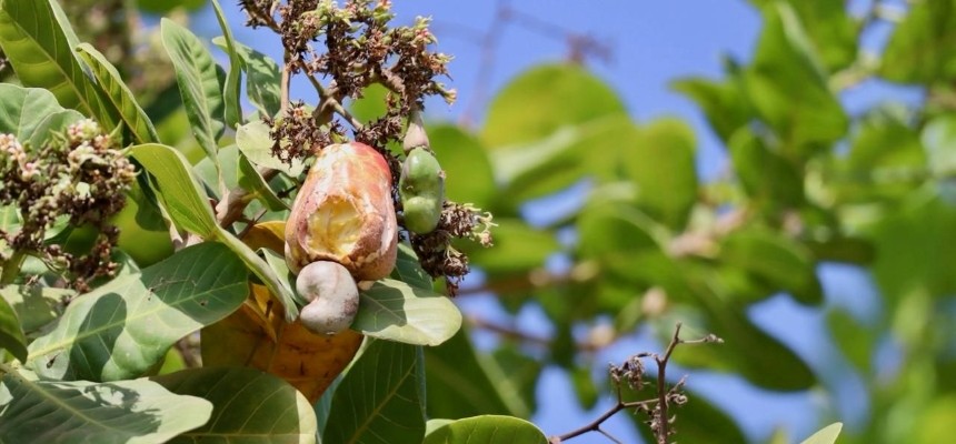 Wie Cashews in Afrika in Kenia wachsen, Grizly