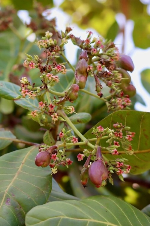 Wie Cashews wachsen, Grizly