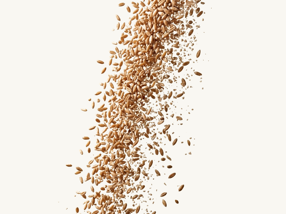 Dinkelkörner