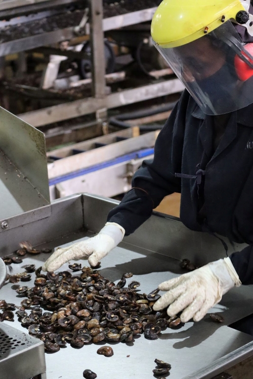 Wie Cashews geerntet werden, Baum Grizly