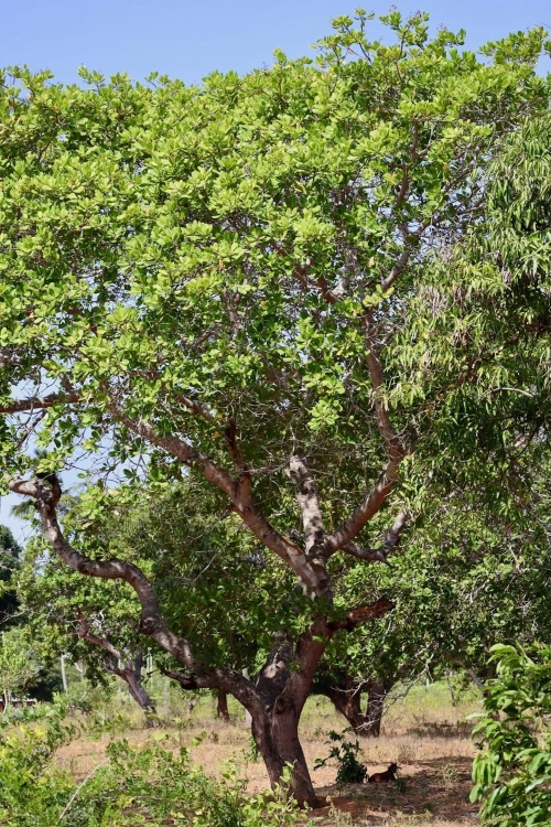 Wie Cashews wachsen, Baum Grizly