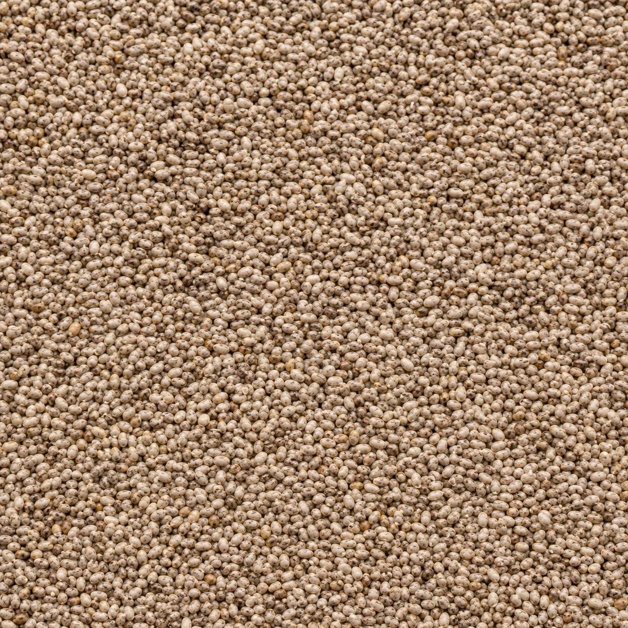Chia-Samen weiß
