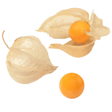 Physalis