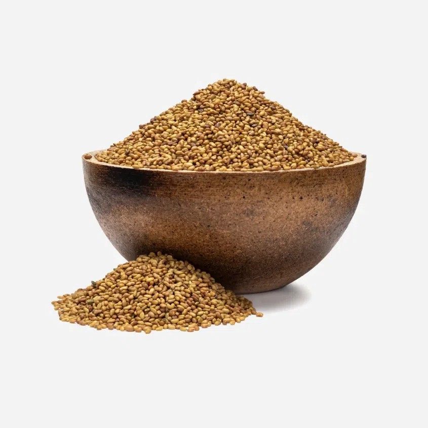 Alfalfa BIO Keimsaat