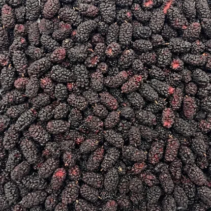 Gefriergetrocknete schwarze Maulbeeren
