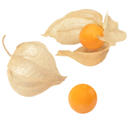 Physalis