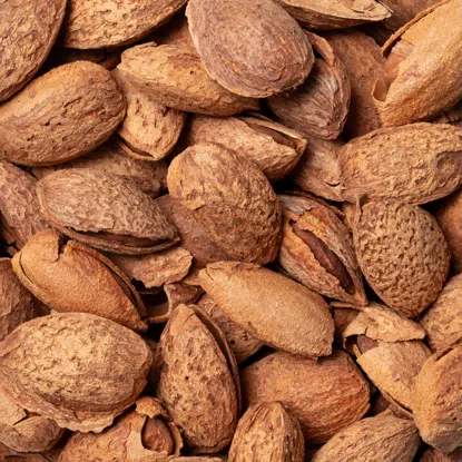 Mandeln in der Schale