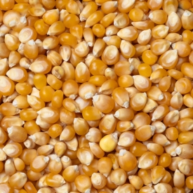 Popcorn-Mais